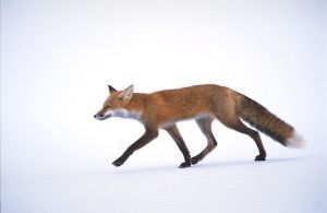 vulpes-fulva_4832.jpg